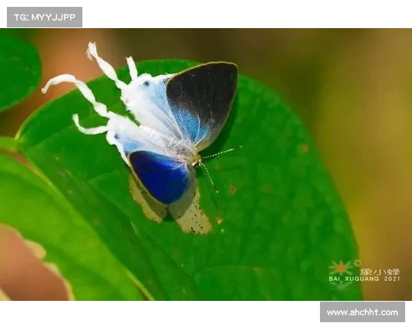 挑战与机遇并存:蝴蝶平原的生态保护 挑战与机遇并存:蝴蝶平原的生态保护
