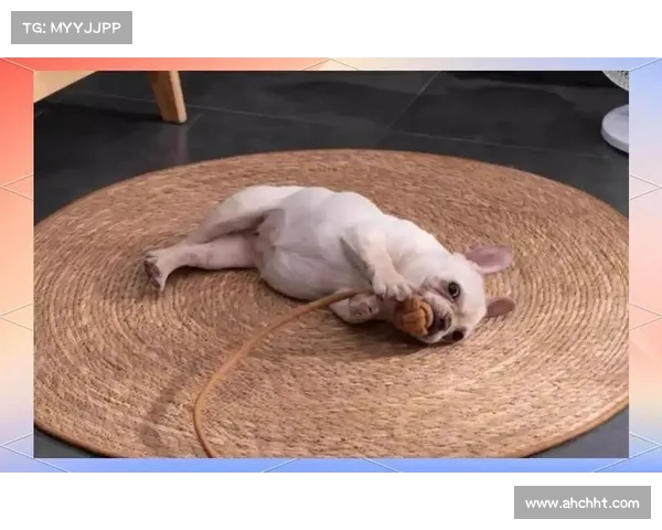 提升宠物技能的十大实用方法助力宠物成长与训练效果显著提升